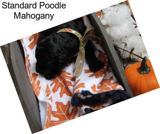 Standard Poodle Mahogany