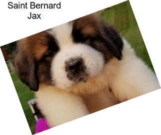 Saint Bernard Jax