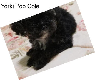 Yorki Poo Cole