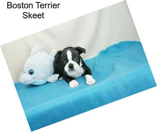 Boston Terrier Skeet