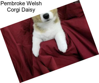 Pembroke Welsh Corgi Daisy