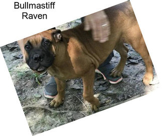 Bullmastiff Raven