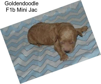 Goldendoodle F1b Mini Jac