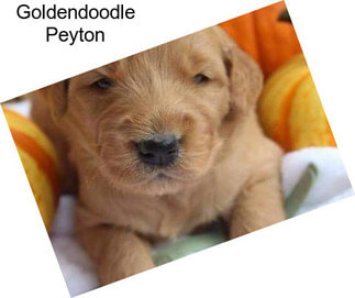 Goldendoodle Peyton