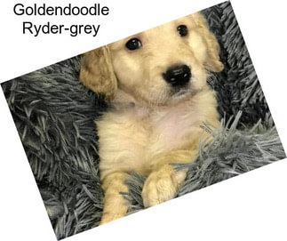 Goldendoodle Ryder-grey