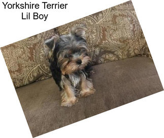 Yorkshire Terrier Lil Boy