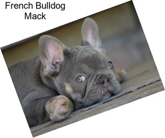 French Bulldog Mack