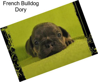 French Bulldog Dory