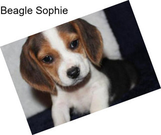 Beagle Sophie