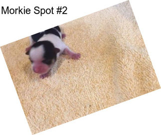 Morkie Spot #2