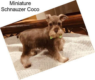 Miniature Schnauzer Coco