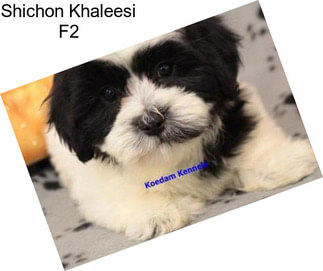 Shichon Khaleesi F2