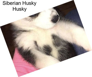 Siberian Husky Husky