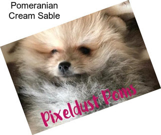 Pomeranian Cream Sable