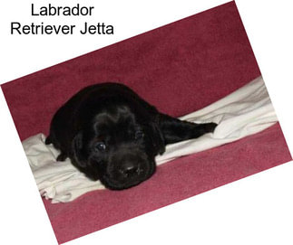 Labrador Retriever Jetta