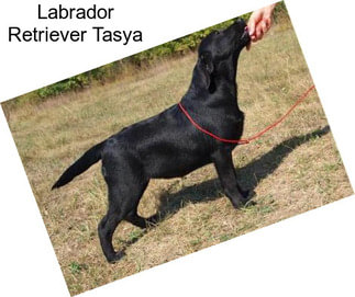 Labrador Retriever Tasya