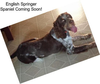 English Springer Spaniel Coming Soon!