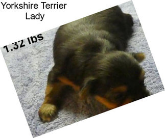 Yorkshire Terrier \