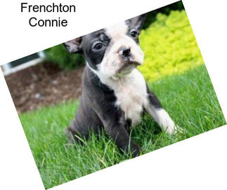 Frenchton Connie