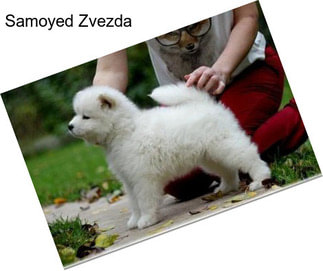 Samoyed Zvezda