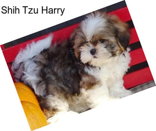 Shih Tzu Harry