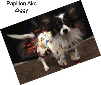 Papillon Akc Ziggy