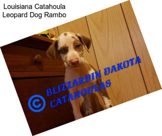 Louisiana Catahoula Leopard Dog Rambo