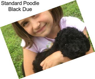 Standard Poodle Black Due