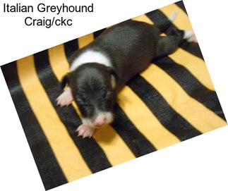 Italian Greyhound Craig/ckc