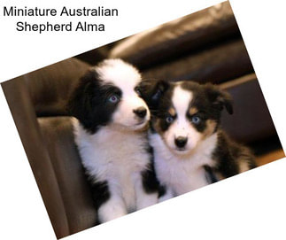 Miniature Australian Shepherd Alma