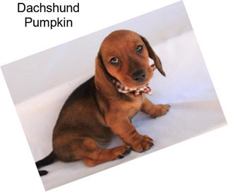 Dachshund Pumpkin