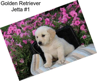 Golden Retriever Jetta #1