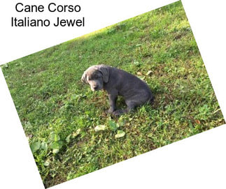 Cane Corso Italiano Jewel