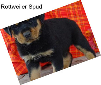 Rottweiler Spud