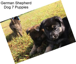 German Shepherd Dog 7 Puppies