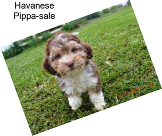 Havanese Pippa-sale