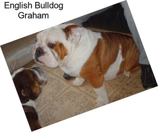 English Bulldog Graham