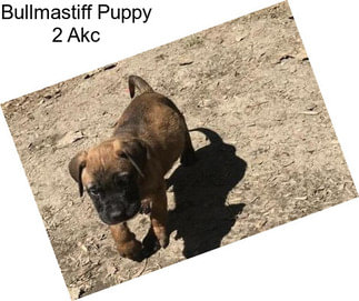 Bullmastiff Puppy 2 Akc