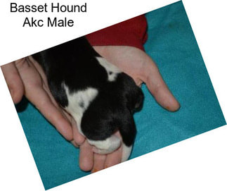 Basset Hound Akc Male