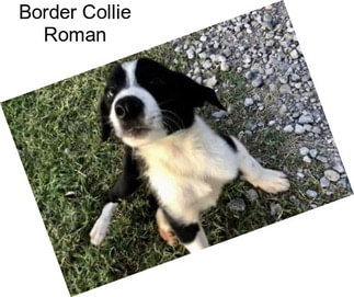 Border Collie Roman