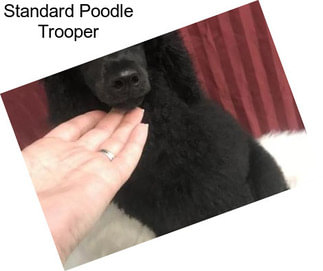 Standard Poodle Trooper