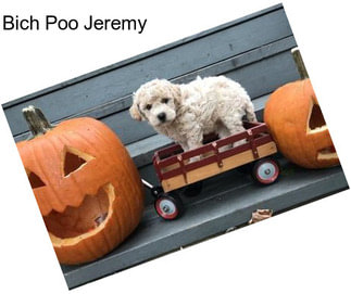 Bich Poo Jeremy