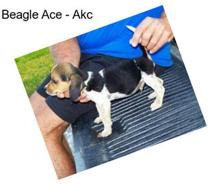 Beagle Ace - Akc