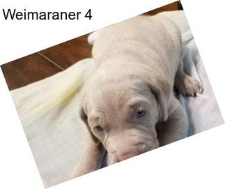 Weimaraner 4