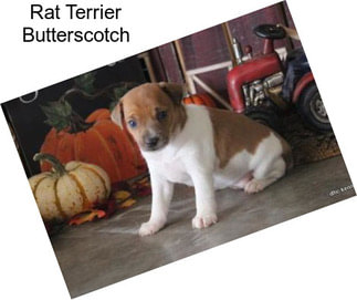 Rat Terrier Butterscotch