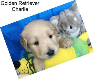 Golden Retriever Charlie