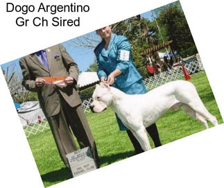 Dogo Argentino Gr Ch Sired