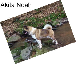 Akita Noah