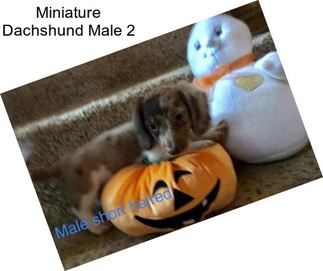 Miniature Dachshund Male 2