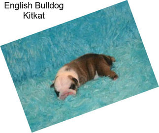 English Bulldog Kitkat